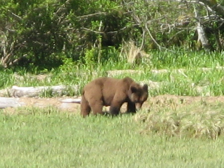 Grizzly Bear